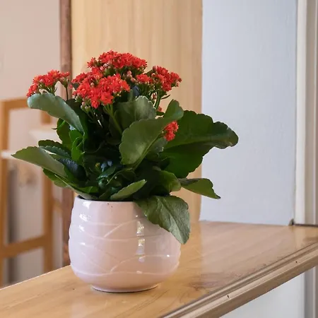 Aroma Летний дом